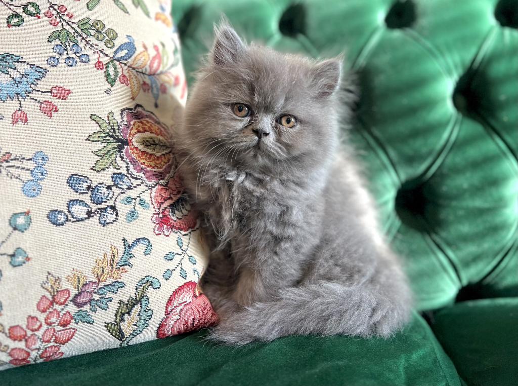 March Litter photo 8