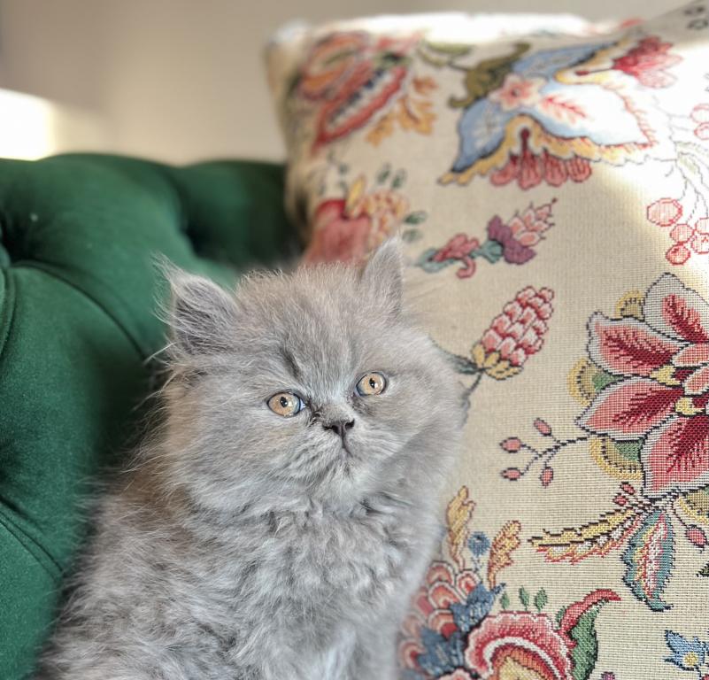 March Litter photo 3