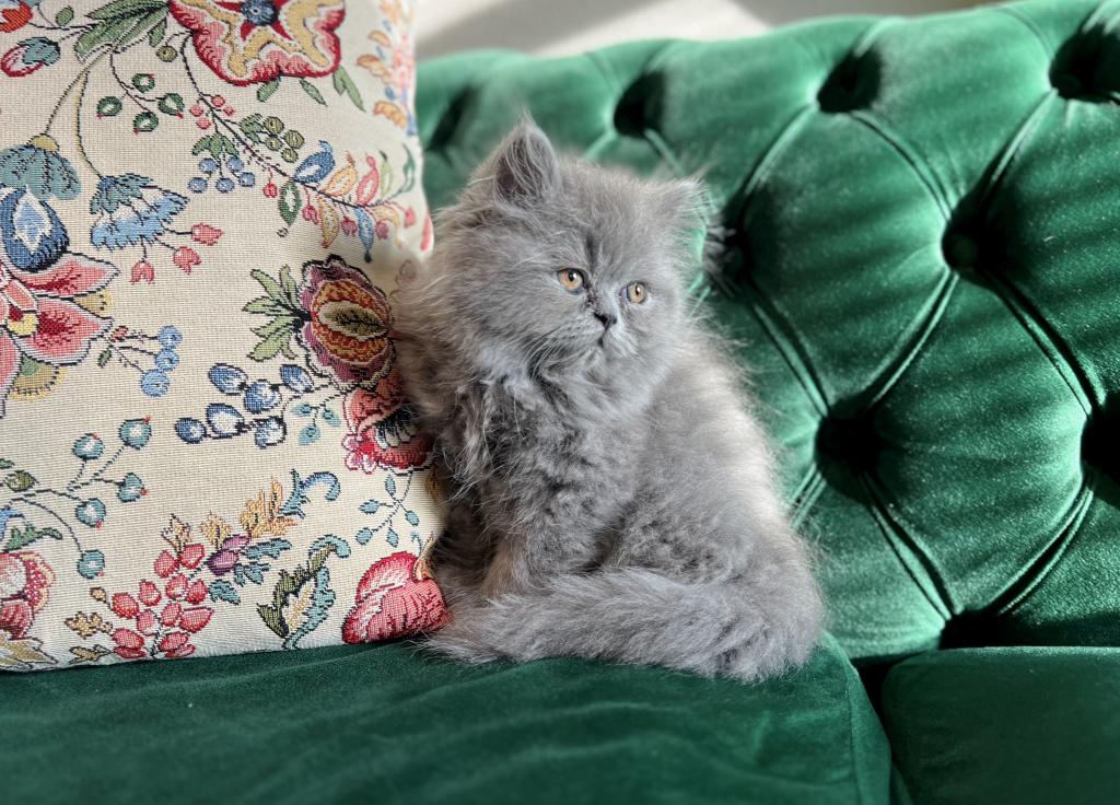 March Litter photo 7