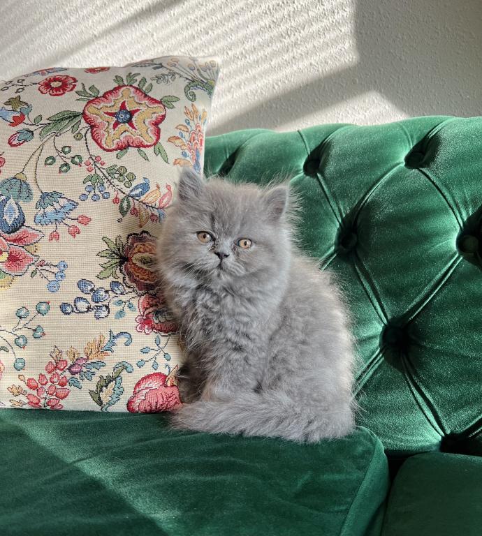 March Litter photo 4