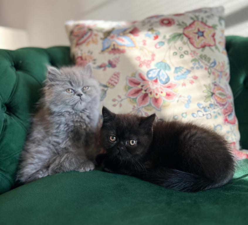 March Litter