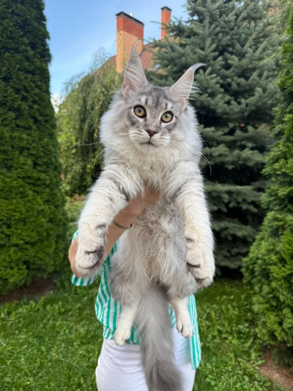Beautiful Silver Maine Coon Male photo 3