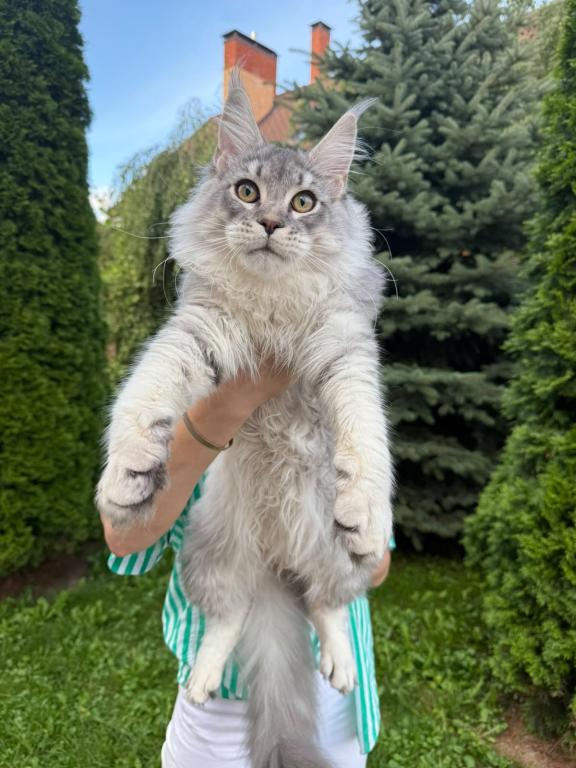Beautiful Silver Maine Coon Male photo 1