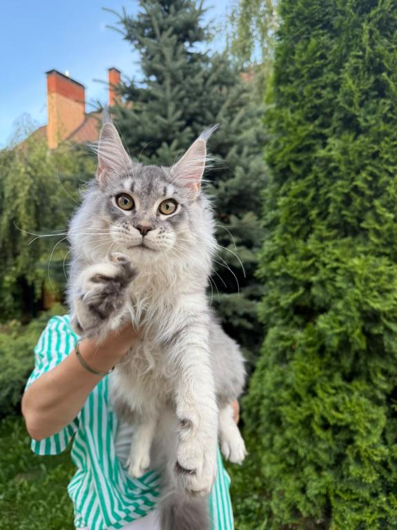 Beautiful Silver Maine Coon Male photo 2