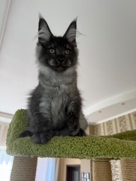 Black Smoke Maine Coon Boy photo 1