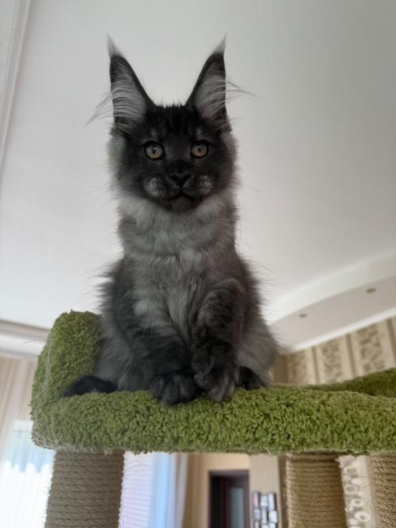 Black Smoke Maine Coon Boy photo 2