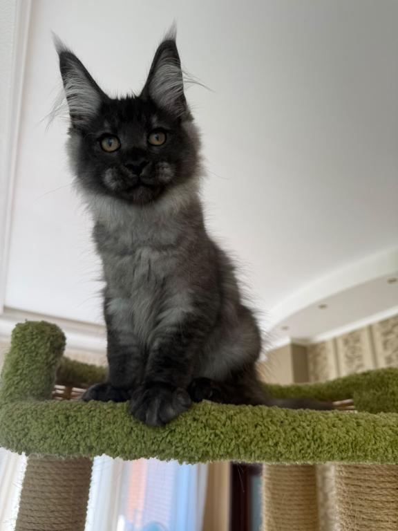 Black Smoke Maine Coon Boy photo 4