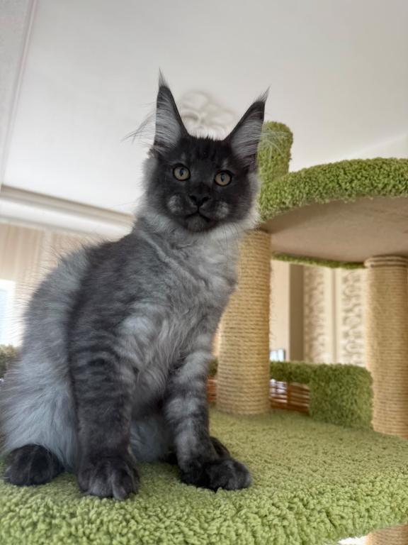 Black Smoke Maine Coon Boy photo 3