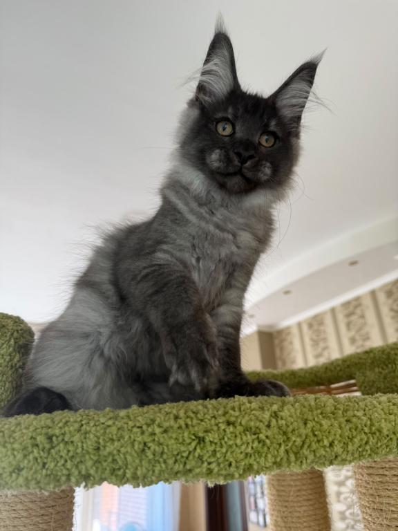 Black Smoke Maine Coon Boy photo 5