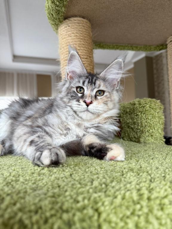 Silver Maine Coon Girl photo 1