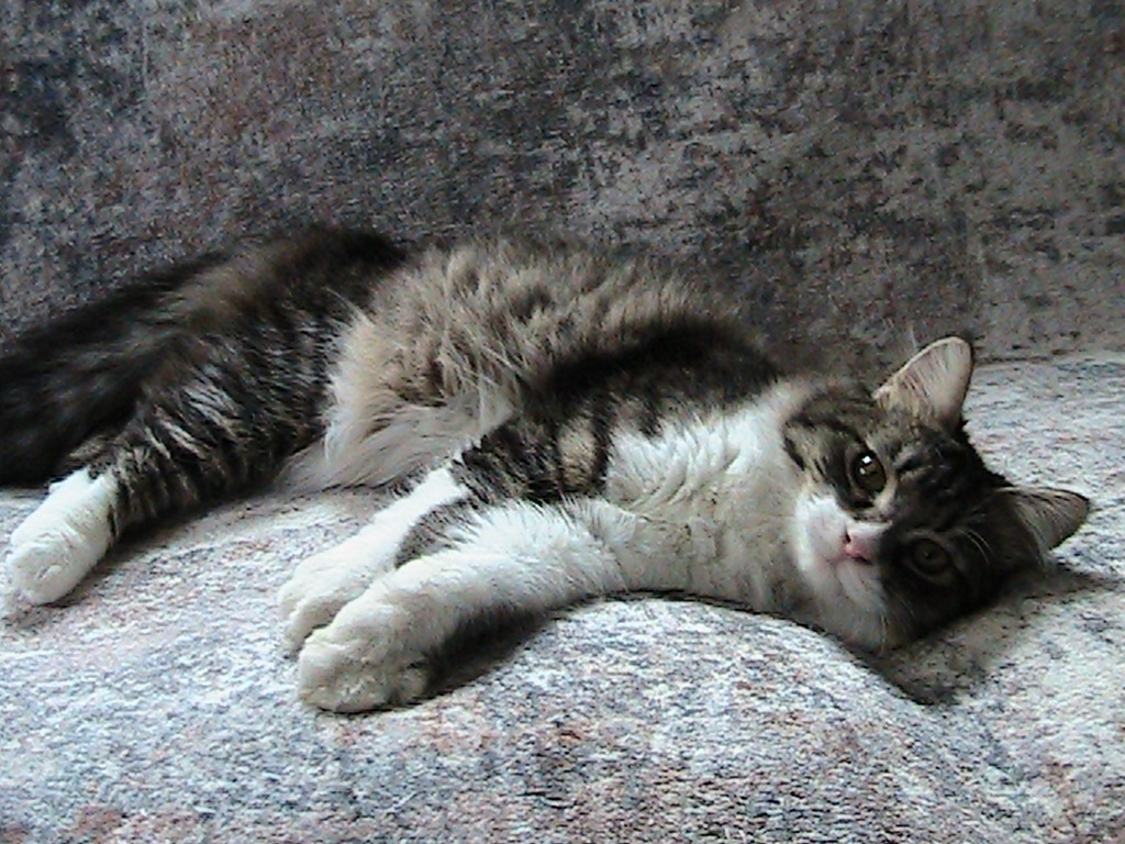 Scotty Siberian photo 5
