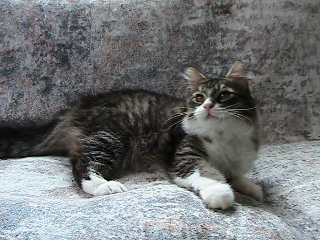 Scotty Siberian photo 1