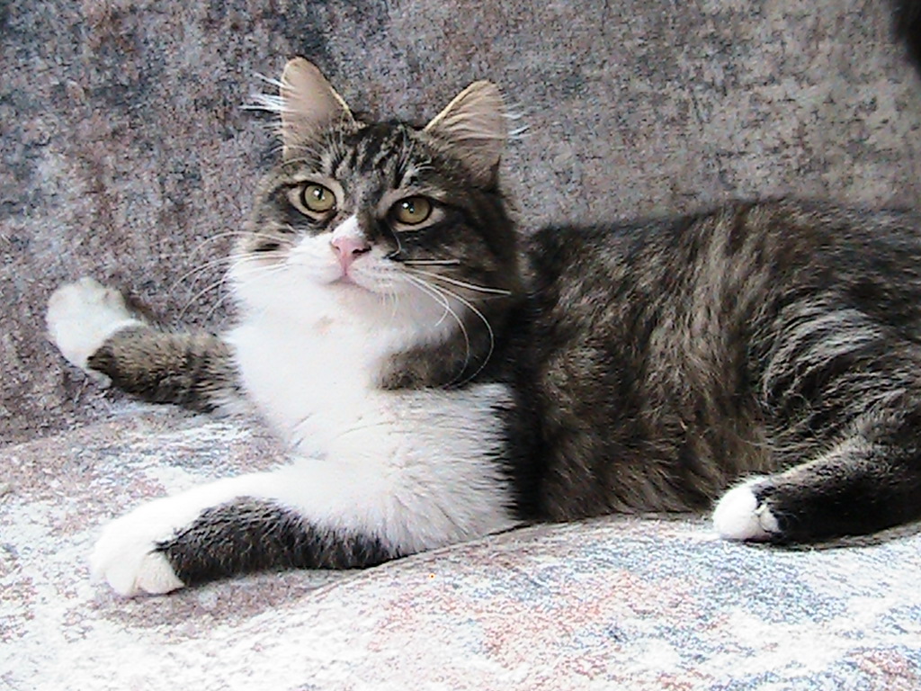 Scotty Siberian photo 2