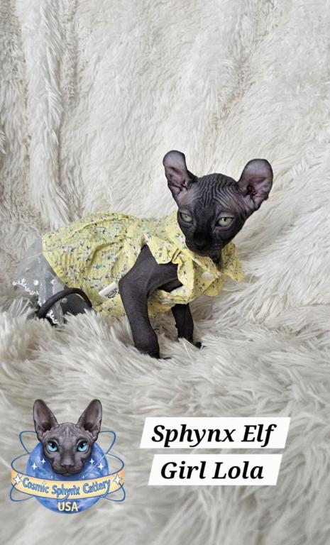 Sphynx Elf Girl Lola  TICA Rights photo 1