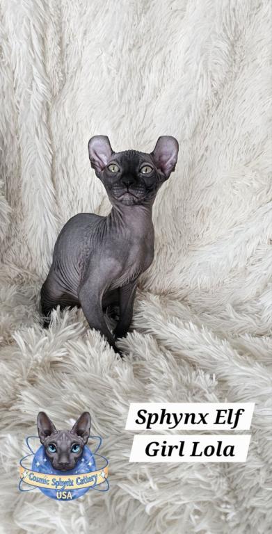 Sphynx Elf Girl Lola  TICA Rights photo 6