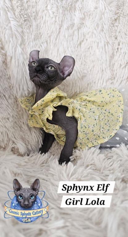 Sphynx Elf Girl Lola  TICA Rights photo 7
