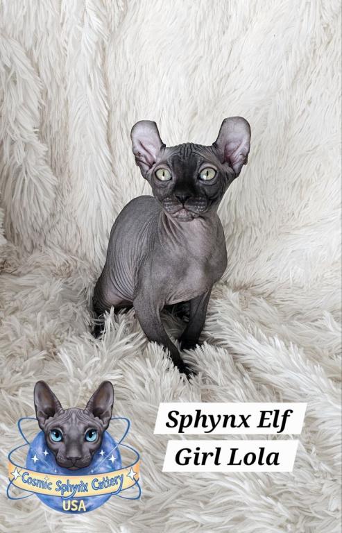 Sphynx Elf Girl Lola  TICA Rights photo 3