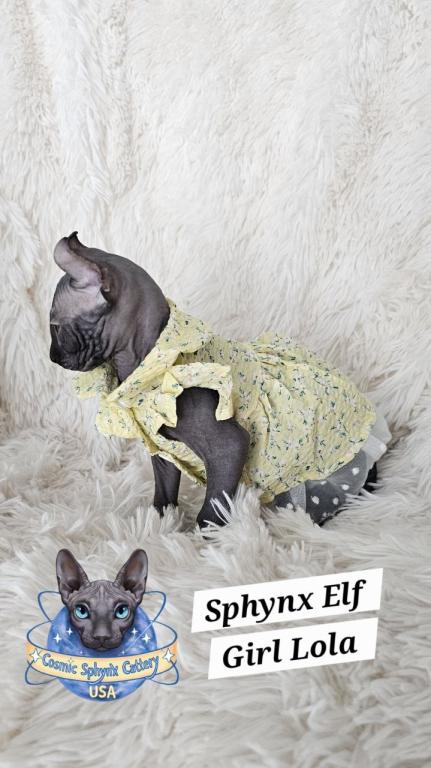 Sphynx Elf Girl Lola  TICA Rights photo 5
