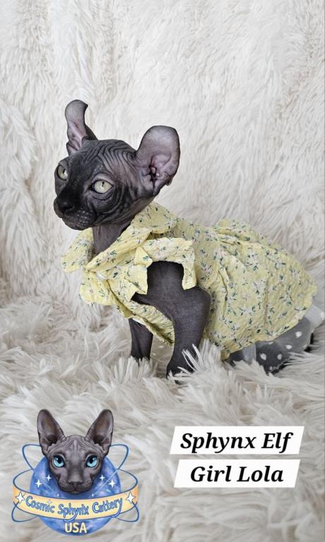 Sphynx Elf Girl Lola  TICA Rights photo 4