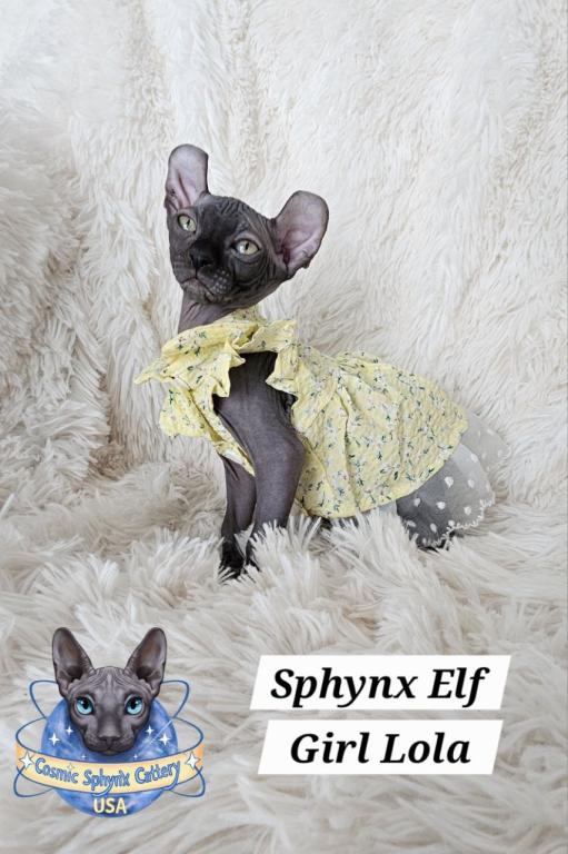 Sphynx Elf Girl Lola  TICA Rights photo 2