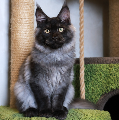 Smokey photo 6