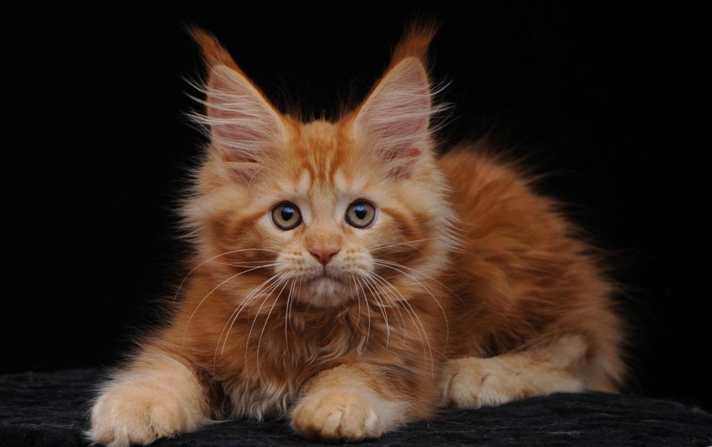Gorgeous Red Maine Coon Girl Ready Soon photo 2