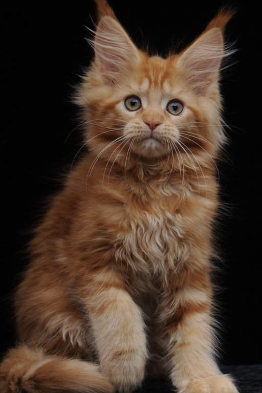 Gorgeous Red Maine Coon Girl Ready Soon photo 1