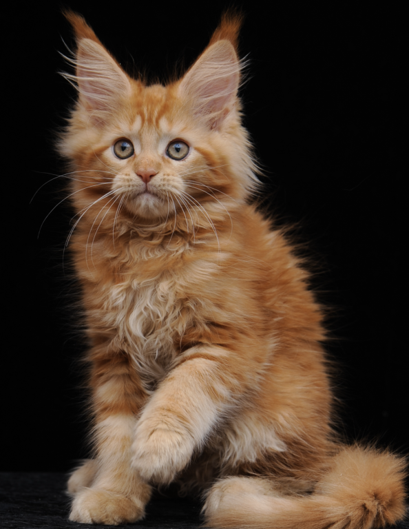 Gorgeous Red Maine Coon Girl Ready Soon photo 4