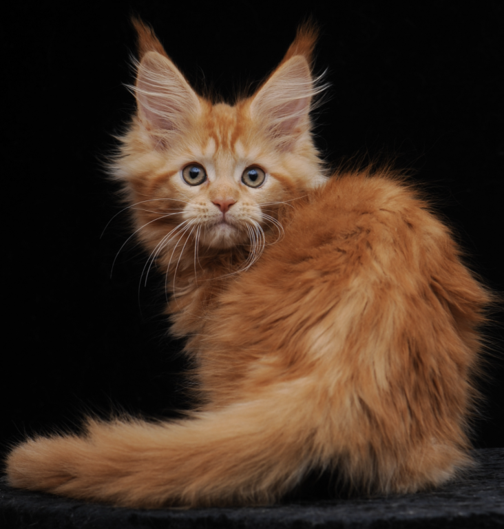 Gorgeous Red Maine Coon Girl Ready Soon photo 3