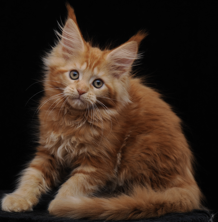 Gorgeous Red Maine Coon Girl Ready Soon photo 5