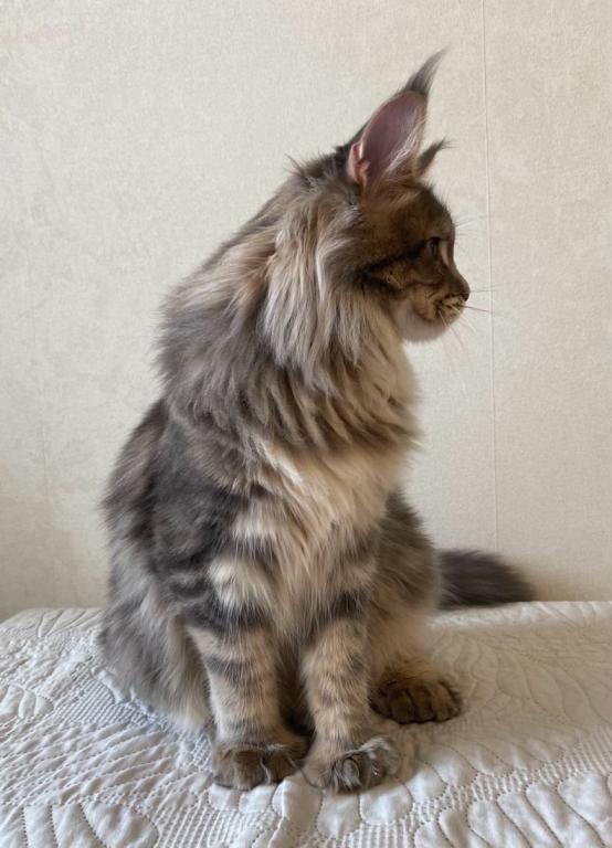 Polydacty Blue Silver Maine Coon Female photo 2