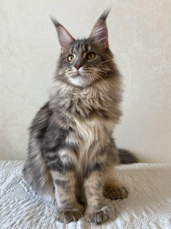 Polydacty Blue Silver Maine Coon Female photo 1