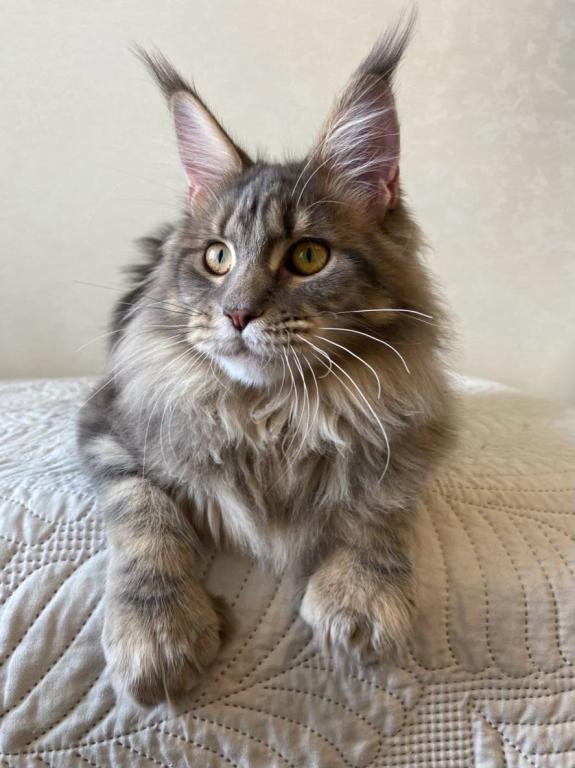 Polydacty Blue Silver Maine Coon Female photo 3