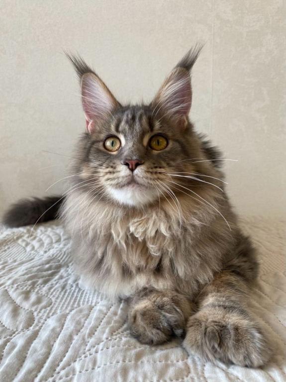 Polydacty Blue Silver Maine Coon Female photo 5