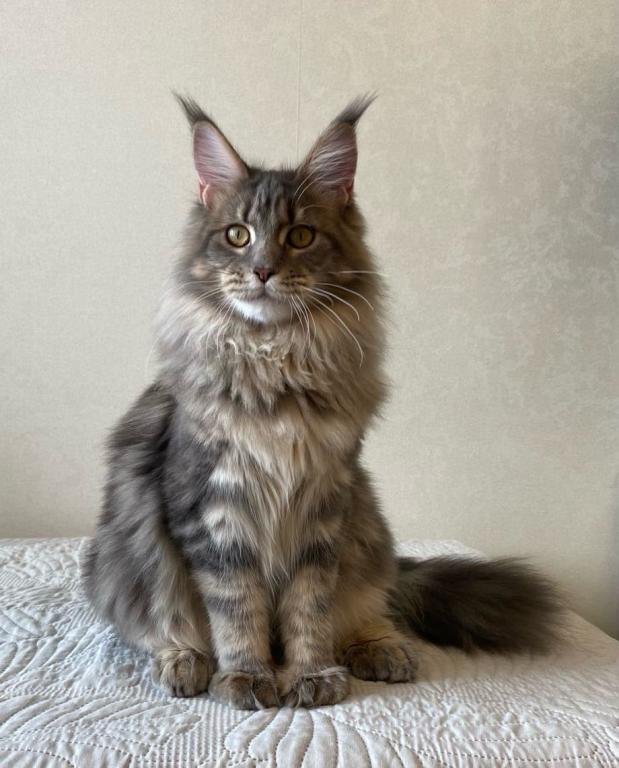 Polydacty Blue Silver Maine Coon Female photo 4