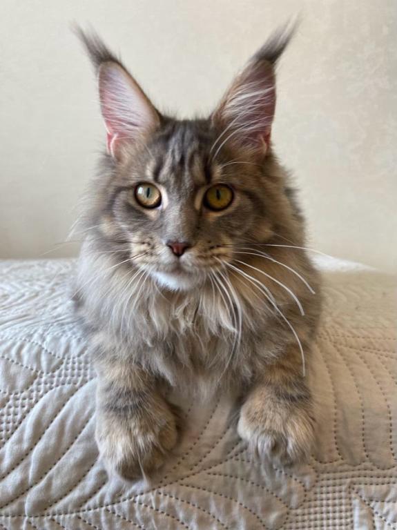 Polydacty Blue Silver Maine Coon Female photo 6