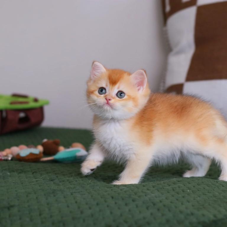 Golden British Shorthair Boy photo 3
