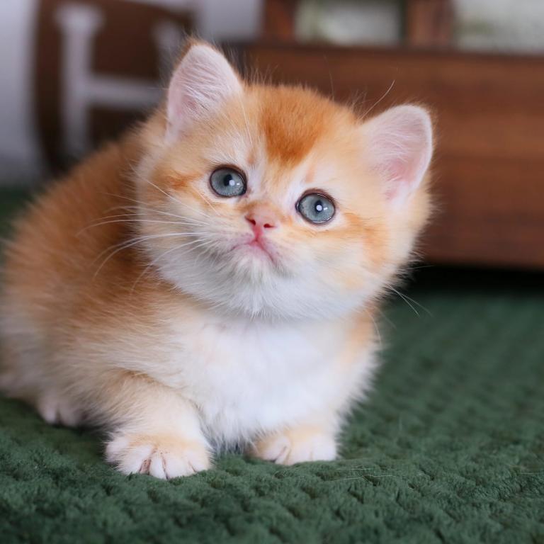 Golden British Shorthair Boy photo 2