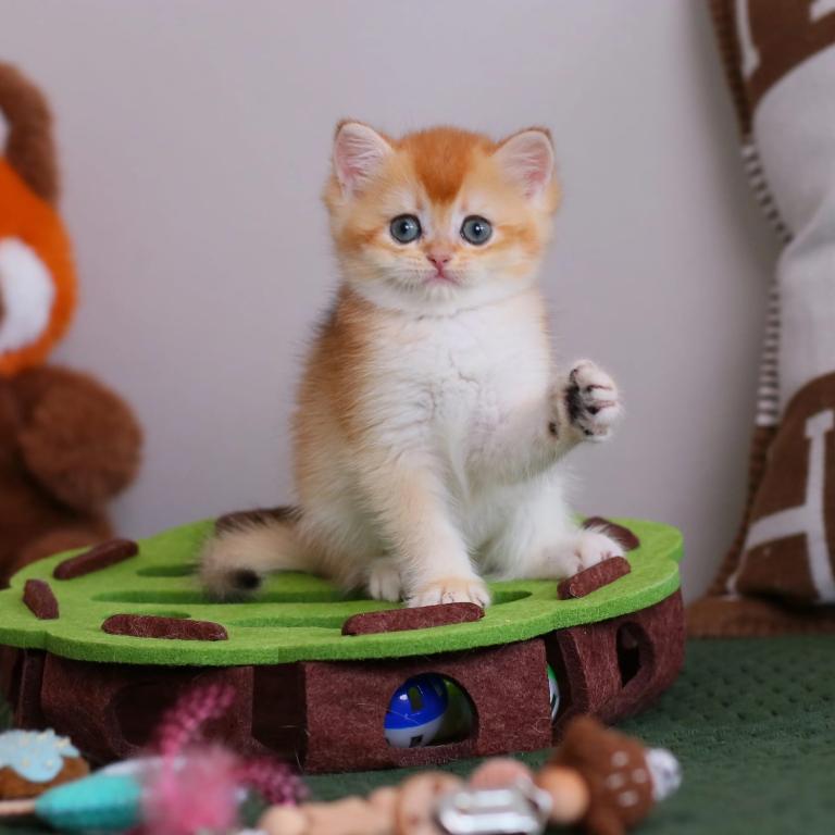 Golden British Shorthair Boy photo 1