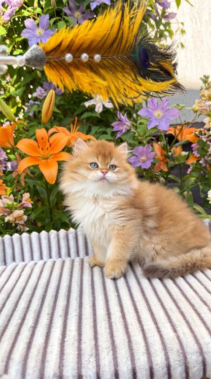 British Shorthair Male Golden Shaded photo 2