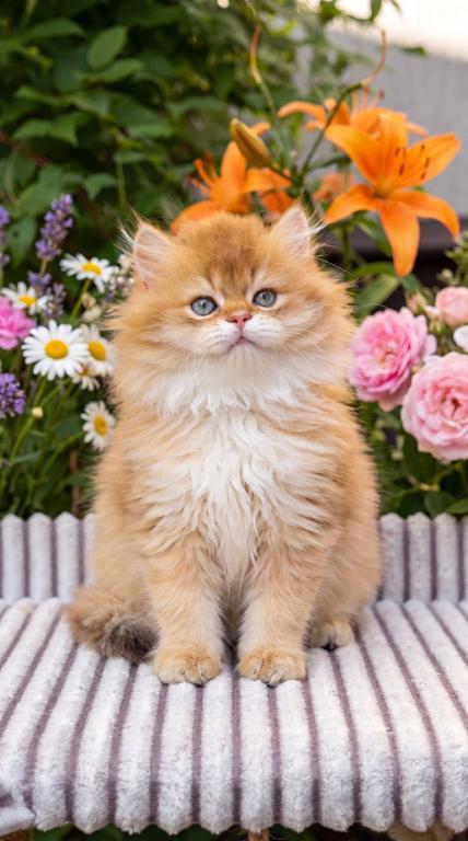 British Shorthair Male Golden Shaded photo 1