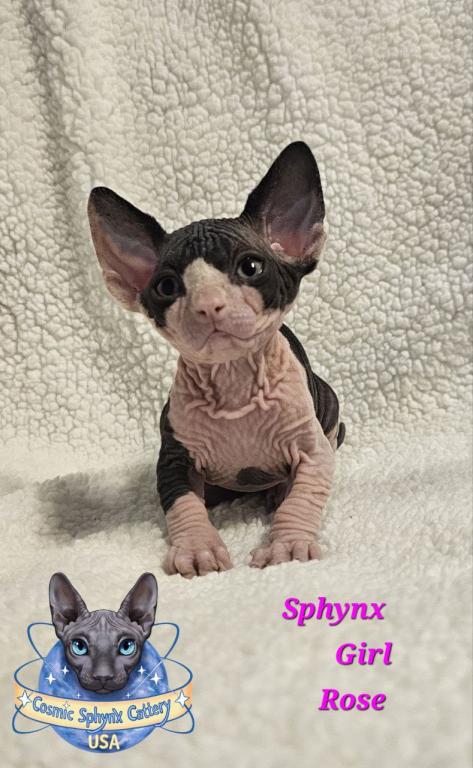 Cosmic Sphynx Cattery Chicago IL 1 photo 2
