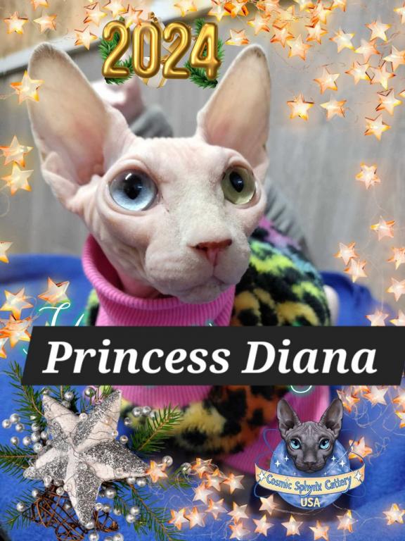 Cosmic Sphynx Cattery Chicago IL 1 photo 15