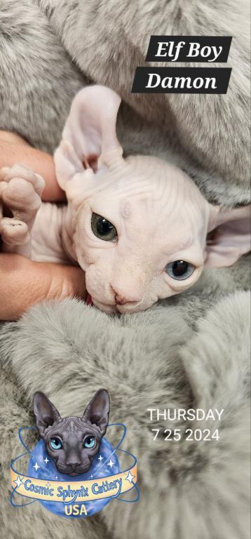 Cosmic Sphynx Cattery Chicago IL 1 photo 18
