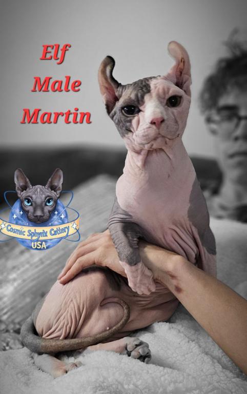 Cosmic Sphynx Cattery Chicago IL 1 photo 16