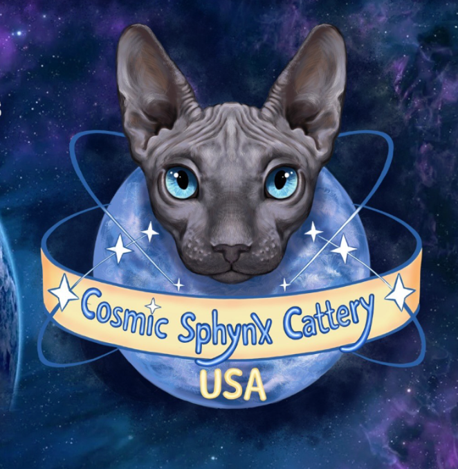 Cosmic Sphynx Cattery Chicago IL 1 photo 1