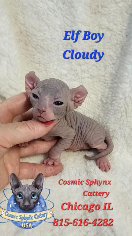 Cosmic Sphynx Cattery Chicago IL 1 photo 20