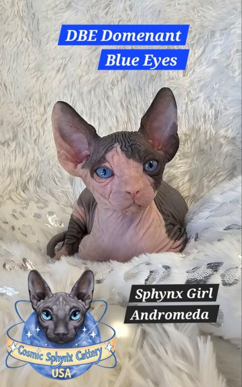 Cosmic Sphynx Cattery Chicago IL 1 photo 5