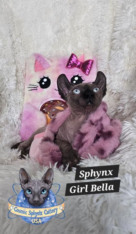 Cosmic Sphynx Cattery Chicago IL 1 photo 9