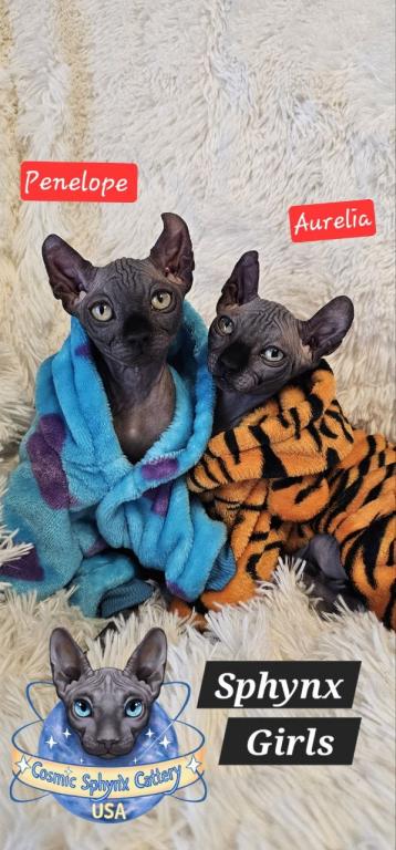 Cosmic Sphynx Cattery Chicago IL 1 photo 12